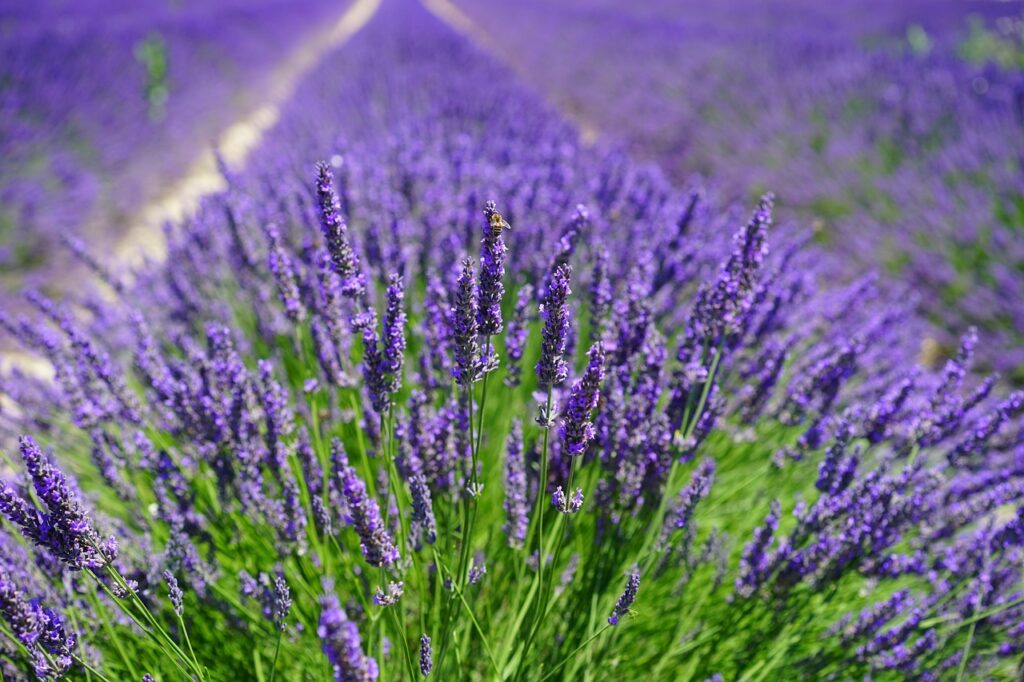 lavendel